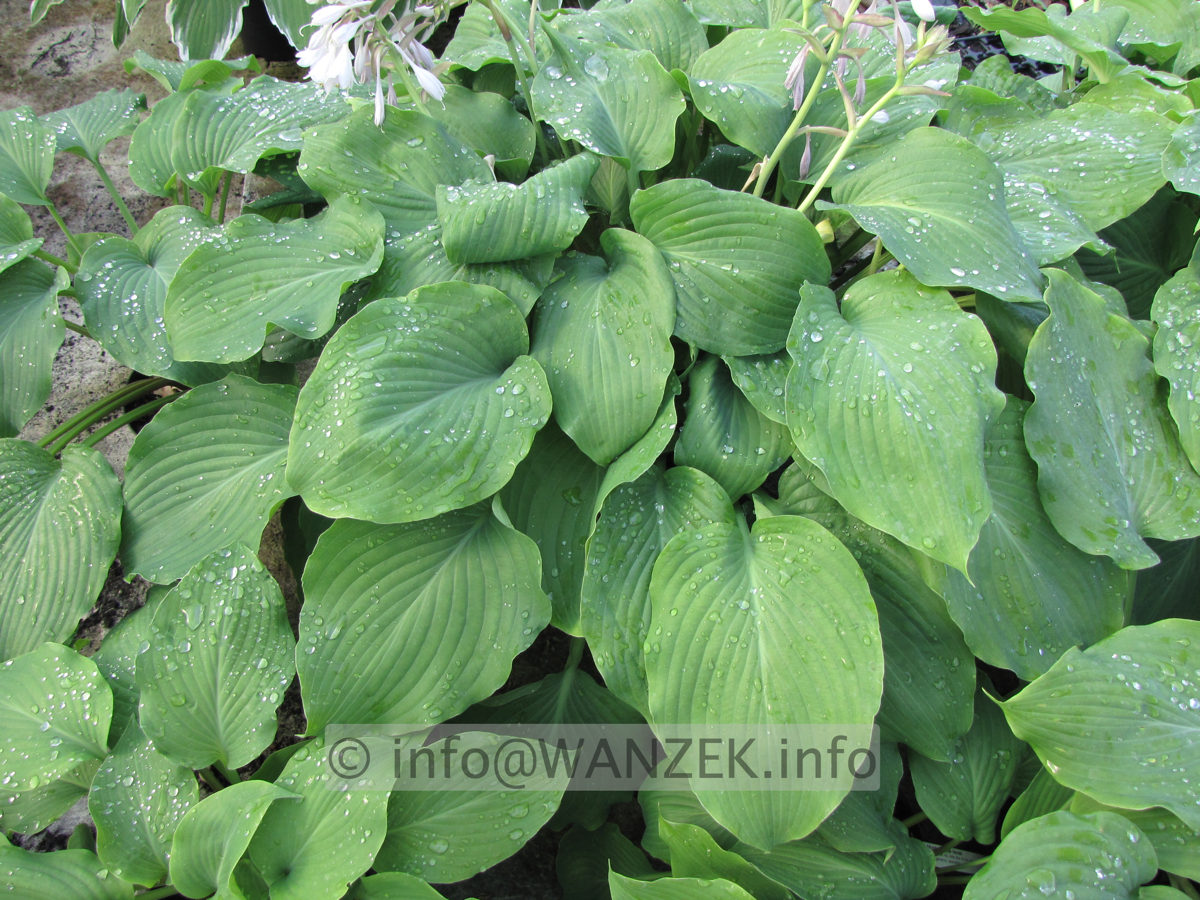 Hosta Hybride Henrieke 02.JPG
